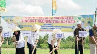 Wabup Barru Ajak Petani Lestarikan Tradisi Mappalili