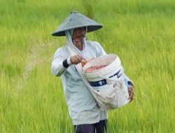 Pupuk Subsidi Dijual Rp125.000 Per Sak, Kabid SBB: Pengecer Langgar Peraturan