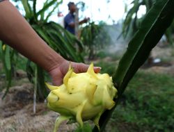 Dari Banyuwangi ke Pasar Lebih Luas, Petani Buah Naga Naik Kelas Berkat Program Klasterku Hidupku BRI
