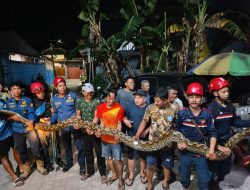 Damkarmart Tangkap Ular Piton 6 Meter yang Resahkan Warga di Toddopuli