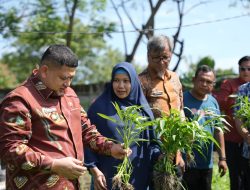 Tinjau Urban Farming, Munafri Targetkan Kemandirian Pangan Bagi Warga