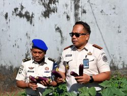 Dukung Ketahangan Pangan Nasional, Lapas Narkotika Sungguminasa dan WBP Panen Terong 