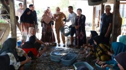 Panen Udang Vaname 4,3 Ton di Palanro, Bupati Andi Ina Sebut Perikanan Barru Sangat Menjanjikan