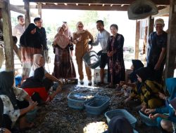Panen Udang Vaname 4,3 Ton di Palanro, Bupati Andi Ina Sebut Perikanan Barru Sangat Menjanjikan