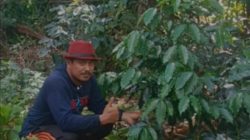 Dari Ketua DPRD Sulsel hingga Bupati Barru, Andi Ina Konsisten Perjuangkan Kebangkitan Kopi Gattareng dan Sekarang Petani Sudah Panen