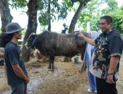 Prabowo Kurban Sapi 951 Kilogram di Maros