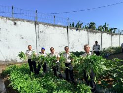 Manfaatkan Lahan, Lapas Narkotika Sungguminasa Panen Kangkung Hasil Pembinaan Warga Binaan