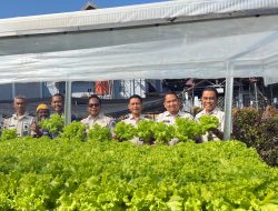 Pertanian Modern Ala WBP Lapas Narkotika Sungguminasa Berhasil Panen 25 Kilogram Pakcoy Hidroponik