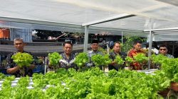 Panen Selada Hidroponik, Lapas Narkotika Sungguminasa Konsisten Dukung Ketahanan Pangan