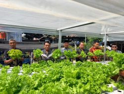 Panen Selada Hidroponik, Lapas Narkotika Sungguminasa Konsisten Dukung Ketahanan Pangan