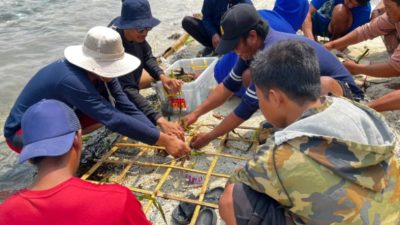 Penanaman lamun pada media frame bambu