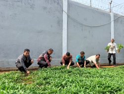 Dukung Ketahanan Pangan, Lapas Narkotika Sungguminasa Panen 50 Kg Kangkung Hasil Pembinaan WBP